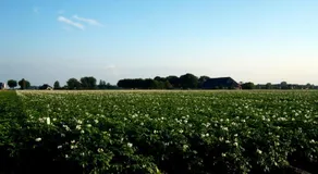 de Twee Paardjes - Image 2