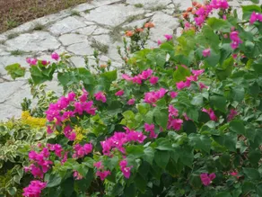 Cocoworld Bungalow - Image 5