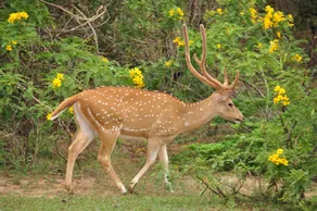 Ranakeliya Lodge - Yala - Image 4