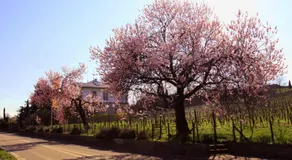 Kurpark-Residenz Deidesheim - Image 5