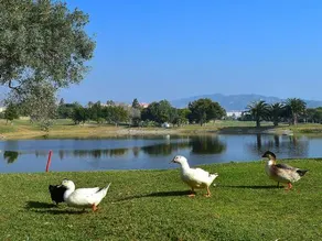 Bonalba golf. - Image 3