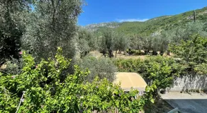 Aparments in the olives - Image 4