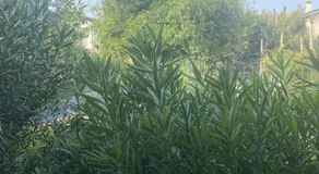 B&B Le Rose - Image 5