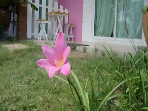 Baan Gon Chompu - Image 5