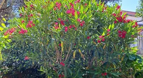 Apartments 1000 Flowers - Image 2