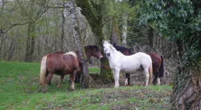 Chambre triple du grand sapin - Image 5