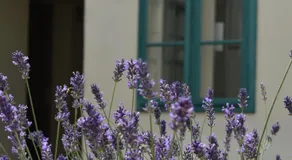 Zsolnay Negyed Vendégháza - Image 4