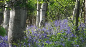 Campion Glamping Pod - Image 5