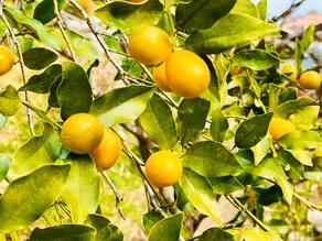 Sameura Home with organic garden - Image 4