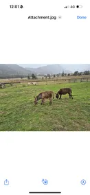 Cedar Glen Farmstay - Image 3