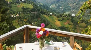 GREEN GUNDAURI - Image 2