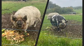 A la terre ferme - Image 5