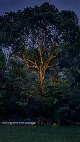 Camping & BNB in mountain and forest - Image 3