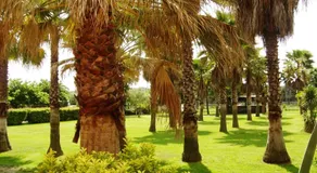 Le Banana's Hotel - Image 5