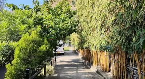 Serene Blossom Valley - Image 5