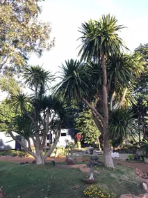 Janpha-ngam - Image 2
