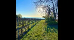 NEU! Ferienwohnung Rheingau - Image 4