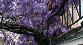 Residenza Angela - Image 5
