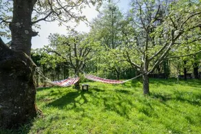 At forest`s - Image 1