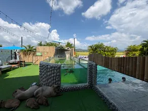 Capybara Zen Resort And Spa - Image 4