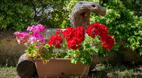 B&B Hibiscus - Image 5