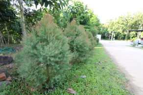 Greenery Hill - Image 3