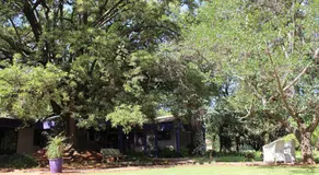 Big Tree Midrand - Image 5