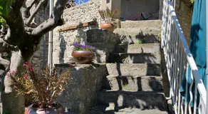 Le vieux figuier - Image 4