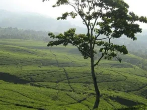 Rangga Inn - Image 4