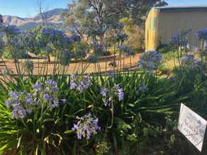 Burnt Creek Cottages - Image 2