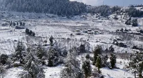 Himalayan Baseraa  - Image 5