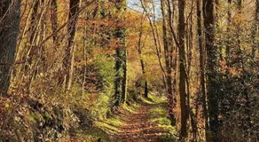 La Maison dans la forêt - Image 4