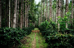 Farm Stay In Kalasa - Image 3