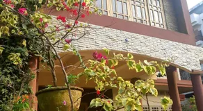 Bougainvillea - Image 5