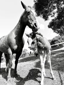 Doomben Ridge Farm House - Image 5