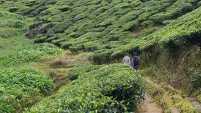 Grace Inn Munnar Homestay - Image 4