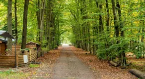 Boshuis Dora - Gezinshuis met escapespel op d'n Mastendol - Rijen - Image 5