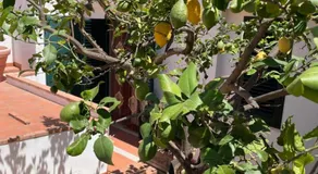 Casa Dorotea - Image 5