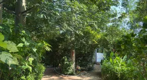 Tanas - Image 3