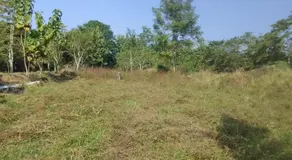 Tejomaya - Image 5