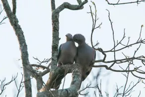 The Woods - Birding, Farming & Eco Living - Image 4