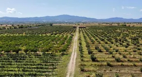 Mestvireni - Image 3