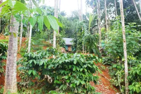 Merbella Homestay - Image 3