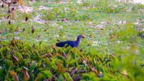 Bird View Resort Anawilundava - Image 3