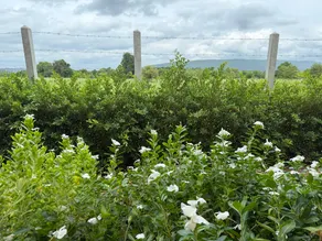 Skyinn Resort - Image 5