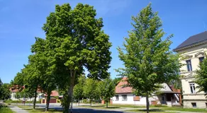 FW Wölfer - Image 5