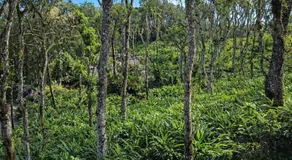 Octa Paradise Homestay Thekkady Anakkara - Image 5