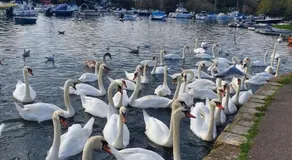 Mudeford Swans - Image 5