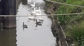 Péniche à Béthune - Image 5
