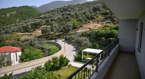 Olive Tree - Image 5